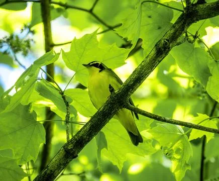 Warbler Stock Photos