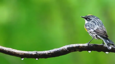 Warbler Rain Shake Stock Footage 23119160