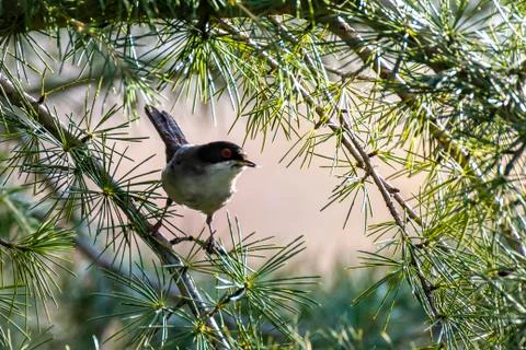 Warbler with red eye in a pine tree Stock Photos