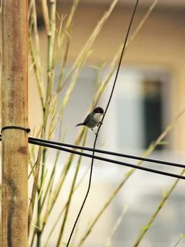 Warbler on a rust wire Stock Photos