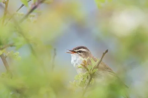 Warbler singing Stock Photos