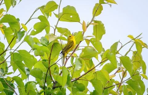 Warbler Singing Stock Photos