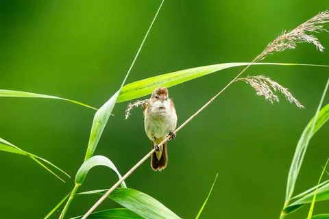 Warbler Sits On Branch Stock Photos
