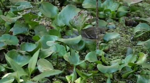Warbler in a swamp Stock Footage 60190757