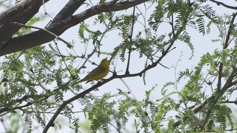 Warbler takes flight Stock-Footage 89415156
