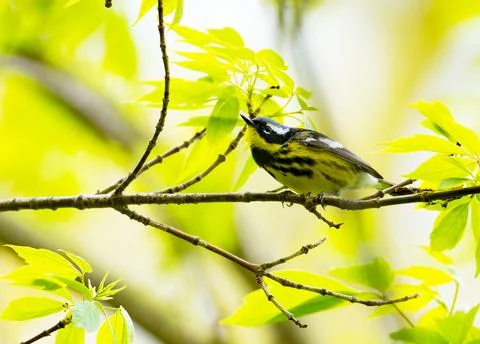 Warbler in tree Foto stock