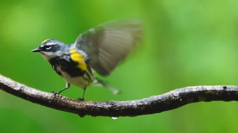 Warbler Yellow Stock-Footage 23119184