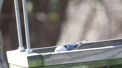 Warbler2 Video stock 86671680