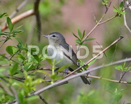 Warbling vireo Stock Photos