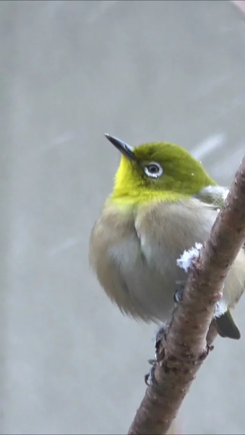 Warbling White-eye Bird Sitting on a Snowy Branch and Flying Away. 4K 库存影片 344085243