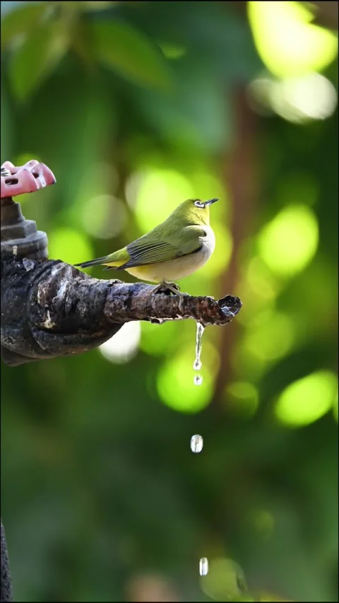 Warbling White-eye Drinking Water from Garden Tap 스톡 동영상 331021135