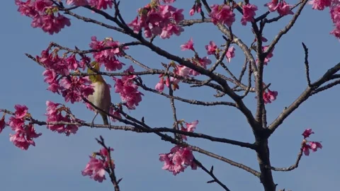 Warbling White-Eye Feeding on Nectar. Stock Footage 263036074