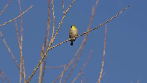 A Warbling White-Eye Perched High in a Tree. Stock-Footage 234757788