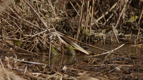 Warbling White-Eyes Bathing in a Pool of Water. Stock Footage 234349961
