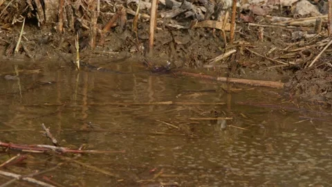 Warbling White-Eyes Bathing in a Pool of Water. Stock Footage 235396455