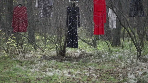 Wardrobe in the forest Stock Footage 49020033