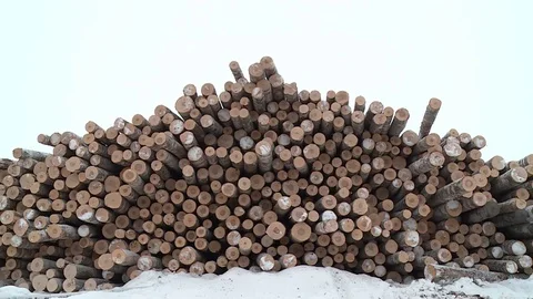 Warehouse harvested trees. Processing industry. Woodpile Video stock 79321883