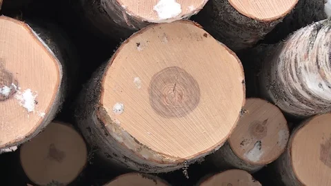 Warehouse harvested trees. Processing industry. Woodpile Stock Footage 79321912