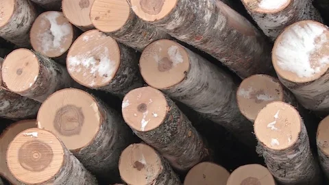 Warehouse harvested trees. Processing industry. Woodpile 스톡 동영상 79321925