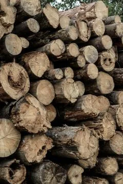 Warehouse old wood stacked stack of logs end sawmill background Stock Photos
