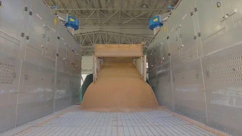Warehouse with wheat. Loading wheat to the grain elevator 库存影片 123975246