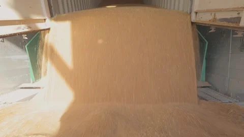 Warehouse with wheat. Loading wheat to the grain elevator 库存影片 197992913