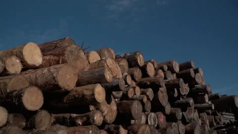 Warehouse of wooden logs Stock Footage 143695906