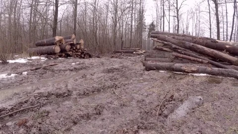Warehousing of logs. Stock Footage 84490325