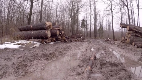 Warehousing of logs. Stock Footage 84490336