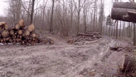 Warehousing of logs. Stock Footage 84492438