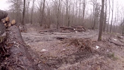 Warehousing of logs. Stock Footage 84493004