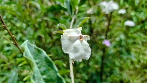 Wareng Flower Stock Photos