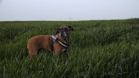 Warking dog Stock Footage 127665716