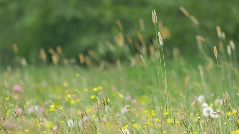 Warm afternoon light. Fresh green meadow with flowers, herbs and grass.  Stock Footage 77101545