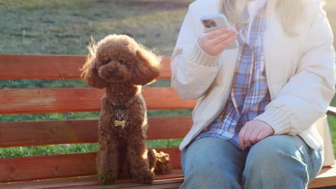 A warm and cozy moment shared with an adorable poodle sitting on a sunlit park Stock Footage 307818261