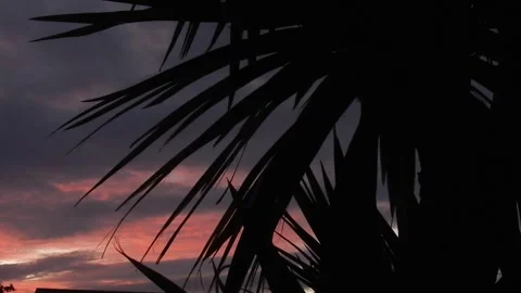 Warm atmospheric red sunset clouds behind silhouetted palm tree leaves blowing Stock Footage 337442745