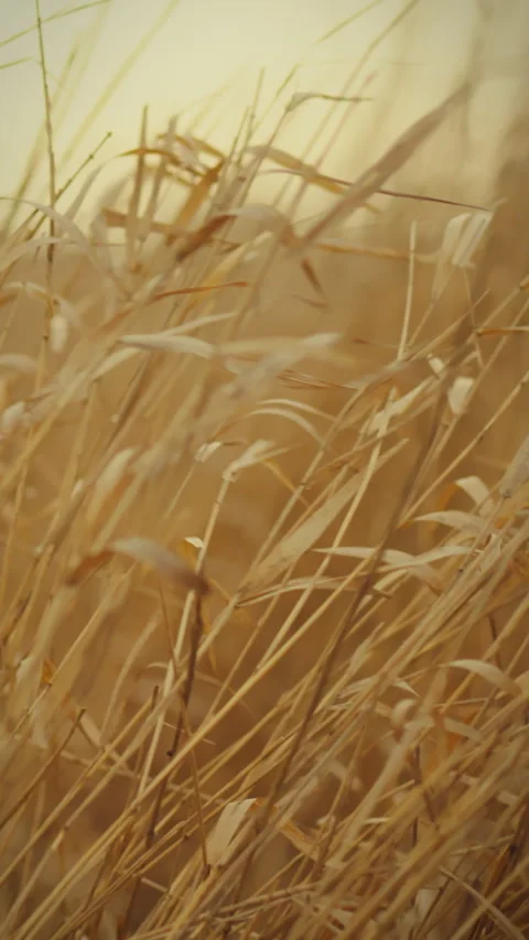 Warm autumn day with the wind stirring dry grass on the steppe landscape Stock Footage 331738041