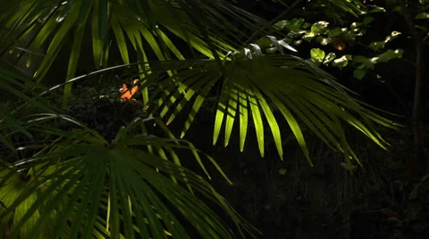 Warm autumn Stock Footage 32658695