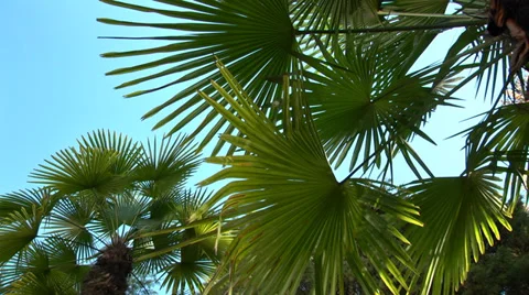 Warm autumn Stock Footage 32658788