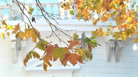 Warm autumn Stock Footage 32658862