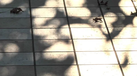 Warm autumn Stock Footage 32659055