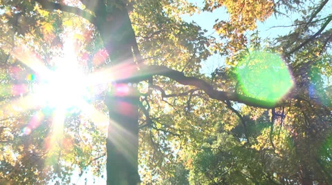 Warm autumn Stock Footage 32659357