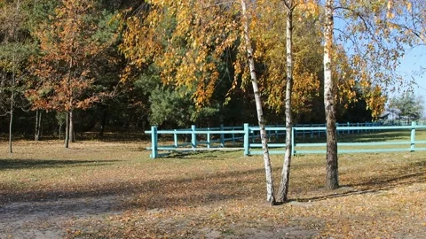 Warm autumn landscape with trees. Stock Footage 163918130