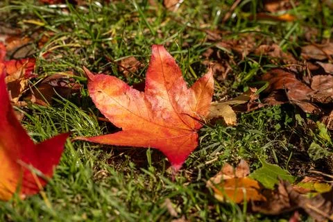 Warm autumn leaf rests gently on vibrant green grass Stock Photos