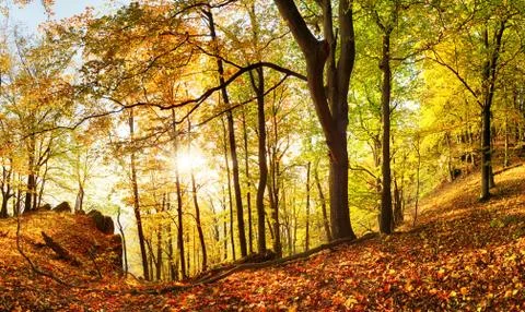 Warm autumn scenery in a forest, with the sun casting beautiful rays of light Stock Photos