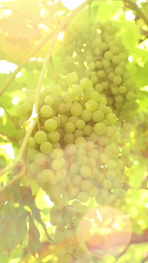 Warm backlighting silhouettes dense grape bunches as unripe green berries h.. Stock Footage 346396808