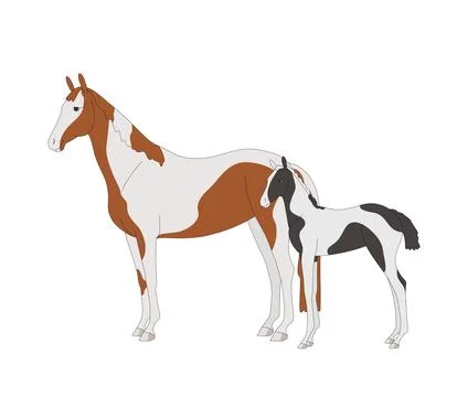 Warm-blooded mare with foal, piebald color Stock Illustration