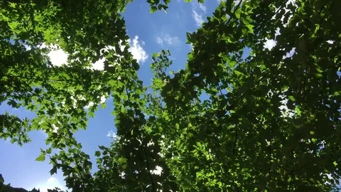 A warm breeze rustles the branches on a green tree. Stock Footage 80616356