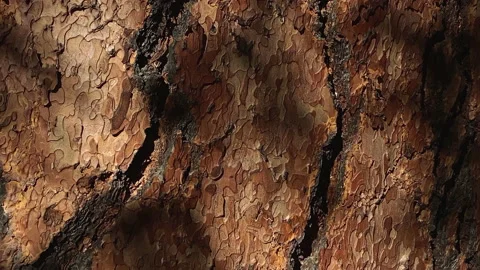 Warm brown Pine Tree bark close-up beautiful lit by the sun Stock Footage 214536696