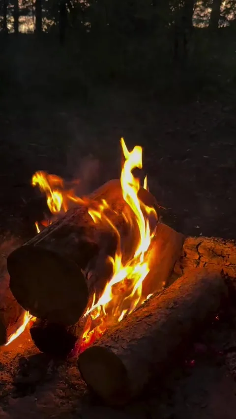 Warm Campfire Burning in Forest at Dusk Video stock 342267684